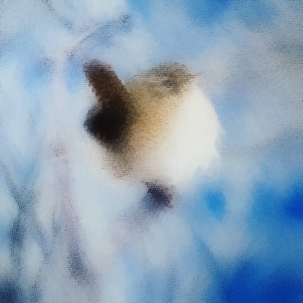 The Wren in Winter